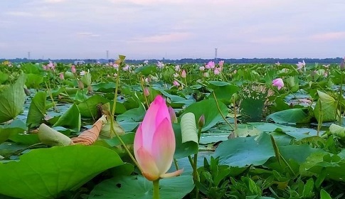 রণকাইলের পদ্ম ও শাপলার বিলে একদিন