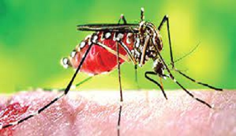 দেশে চোখ রাঙাচ্ছে ডেঙ্গু : কারণ ও প্রতিকার