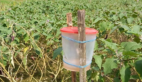 কৃষিতে আলো ছড়াচ্ছে আইপিএম প্রযুক্তি