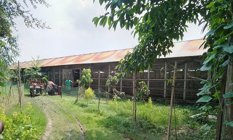 শ্রীবরদীতে লেয়ার মুরগীর খামারীর অবহেলায় জনস্বাস্থ্য হুমকির মুখে