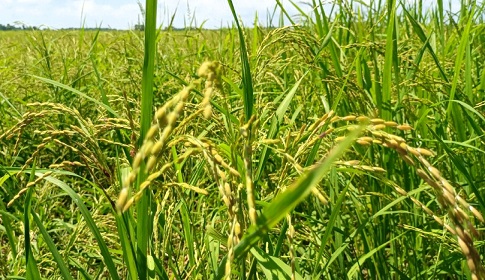 সালথায় বাম্পার ফলনের স্বপ্ন দেখছেন আমন চাষিরা