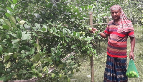 লেবু চাষ করে ঘুরে দাঁড়িয়েছে লোহাগড়ার সাবেক কমিশনার বুলবুল