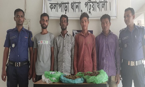 কলাপাড়ায় গাঁজাসহ চার মাদক কারবারী গ্রেপ্তার