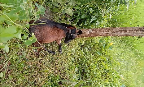 সুবর্ণচরে গবাদিপশুকে ফাঁস দিয়ে হত্যার অভিযোগ