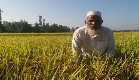 রাজারহাটে আগাম জাতের ধানে বাম্পার ফলন