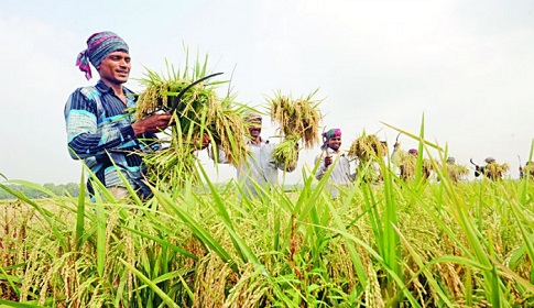 আগামীর একটি টেকসই অর্থনীতির জন্য কৃষির বিকল্প নেই