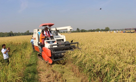 কম্বাইন্ড হার্ভেস্টারের মাধ্যমে আমন কর্তন শুরু, সাশ্রয় হচ্ছে অর্থ ও শ্রম