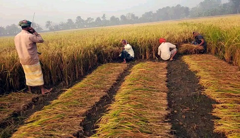 মধুখালীতে ধান কাটা-মাড়াইয়ে ব্যস্ত চাষিরা