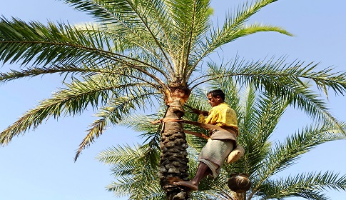 দিনে ১ হাজার লিটার রস সংগ্রহ করছেন গাছিরা