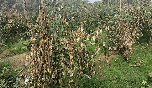 মহম্মদপুরে পূর্ব শত্রুতার জেরে শিক্ষকের কুল পেয়ারা গাছ কেটে দিয়েছে দুর্বৃত্তরা 