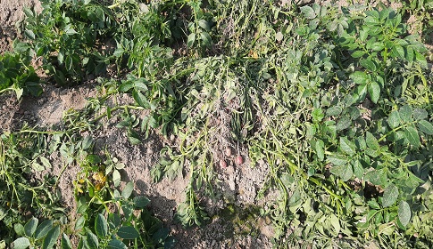 আদমদীঘিতে আলু গাছের সাথে শত্রুতা!