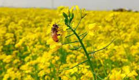 মহম্মদপুরে সরিষার অধিক ফলনের আশা করছেন কৃষকরা 