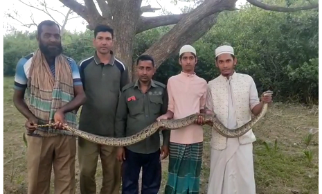 দন্ত চিকিৎসকের চেম্বারে বিশাল অজগর, উদ্ধার করে সুন্দরবনে অবমুক্ত