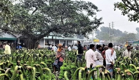 ‘খরচ কম লাভ বেশি  কলা চাষে কৃষক খুশি’