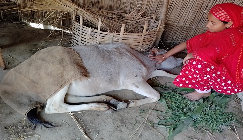 ঠাকুরগাঁওয়ে আজ্ঞাত রোগে মারা গেছে এক কোটি টাকার গরু 