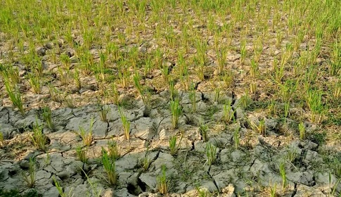 অনাবৃষ্টির কবলে ঝিনাইদহ, দিশেহারা কৃষক