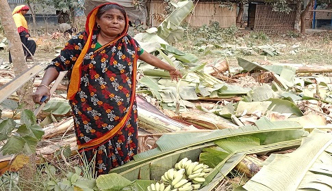মহম্মদপুরে কহিনুর বেগমের ২০০ কলাগাছ কেটে দিয়েছে প্রতিপক্ষের লোকজন