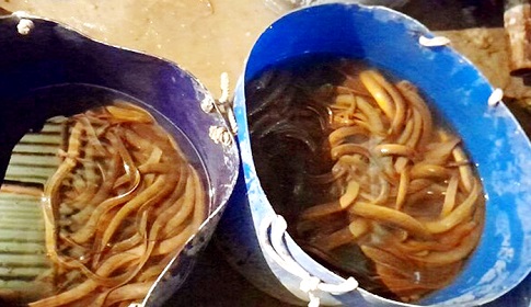 ঈশ্বরদীর কুঁচিয়া রপ্তানি হচ্ছে বিদেশে