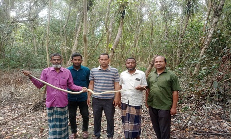 লোকালয় থেকে র‌্যাট স্নেক উদ্ধার, সুন্দরবনে অবমুক্ত