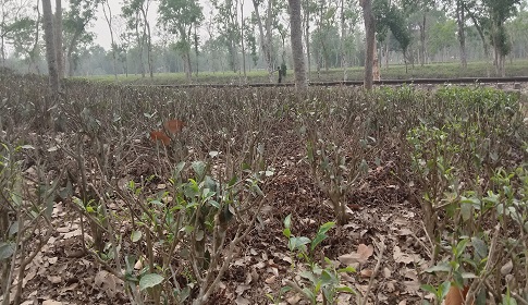 মৌলভীবাজারে চা বাগানে দীর্ঘ খরা, উৎপাদন লক্ষ্যমাত্রা পূরণে সংশয়  