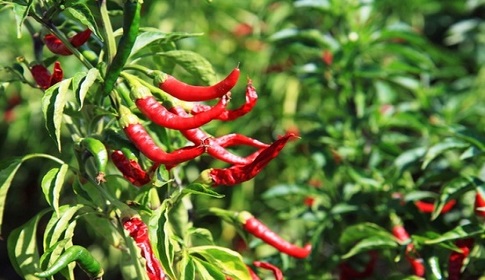 আত্রাই নদীর তীরে ‘মরিচ’ চাষে অভাবনীয় সাফল্য