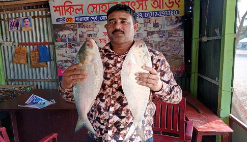 পদ্মার দুই ইলিশ ১৭ হাজার টাকায় বিক্রি 