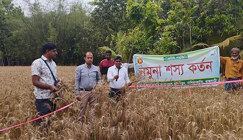 বালিয়াকান্দিতে বারি-৩০ জাতের গমের নমুনা শস্য কর্তন