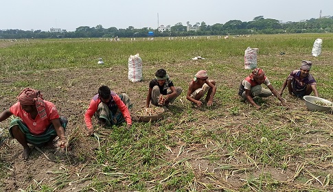 সালথায় পেঁয়াজ উত্তোলন শুরু, ন্যায্যমূল্যের দাবি চাষিদের