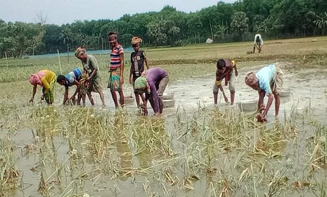 সালথায় শিলাবৃষ্টিতে পেঁয়াজের ক্ষতি, দুশ্চিন্তায় কৃষক