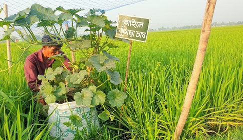 দেশের সর্ববৃহৎ সমলয় পদ্ধতিতে বোরো চাষ হচ্ছে ঠাকুরগাঁওয়ে