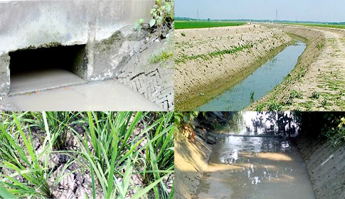 কুষ্টিয়ায় খরতাপ, বিদ্যুৎ ও সেচ সংকটে চরম ঝুঁকিতে বোরো চাষ