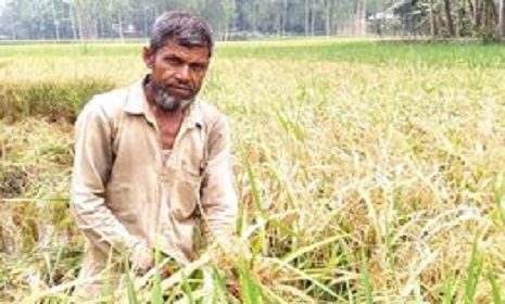ব্রি ধান ২৮ এ ব্লাষ্টরোগ কৃষকের মাথায় হাত