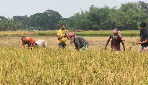 ঈশ্বরগঞ্জে বোরো ধানের বাম্পার ফলন