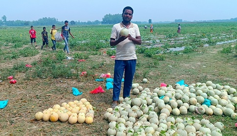 ঠাকুরগাঁওয়ে ‘শাম্মাম’ চাষে সফল কৃষক মন্ডল