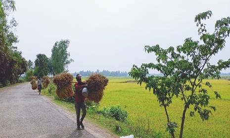 টাঙ্গাইলে ইরি-বোরোর বাম্পার ফলন