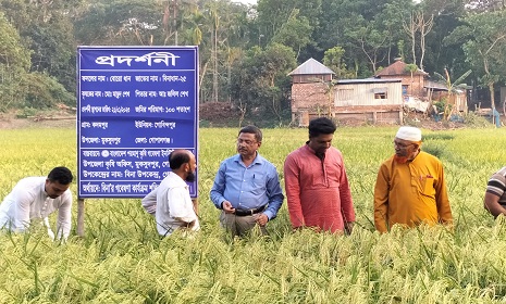 ভারত-পাকিস্তানের বাসমতি টাইপের ধান আবাদে সাফল্য
