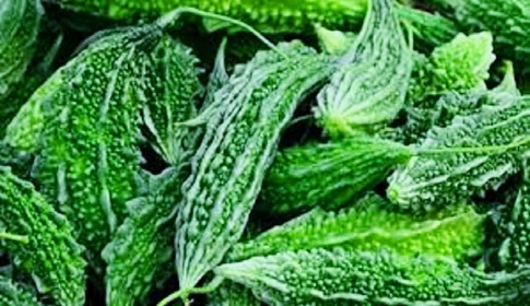টাঙ্গাইলে হাইব্রিড করলা চাষে পাহাড়ি কৃষক খুশি