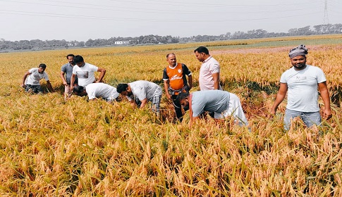 হতদরিদ্র কৃষকদের ধান কেটে দিচ্ছেন সোনারগাঁ উপজেলা আওয়ামী লীগ