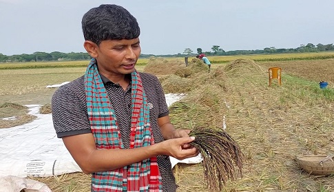 গৌরীপুরে কালোধানের বাম্পার ফলনে কৃষক সাদীর মুখে হাসি