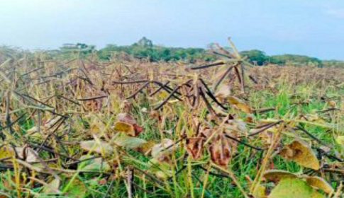 আমতলীতে মুগ ডালের বাম্পার ফলন 