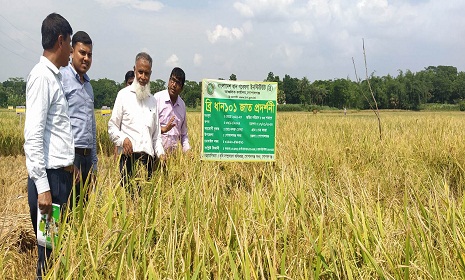 নতুন উদ্ভাবিত ব্রি ধান ১০১ জাতে হেক্টরে ফলন ৭.৭৬ টন থেকে ৮.৫ টন