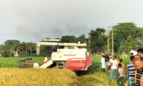 গোপালগঞ্জে কৃষকের ধান হারভেস্টার দিয়ে কেটে দিচ্ছে কৃষি সম্প্রসারণ অধিদপ্তর