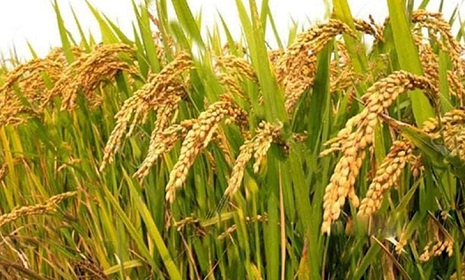 হাবিপ্রবি'র রাসায়নিক কীটনাশকমুক্ত ধান উৎপাদনে সাফল্য