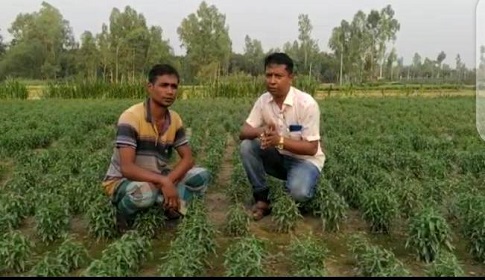 গাইবান্ধায় কালো মেঘ চাষে কৃষকের মুখে হাসি