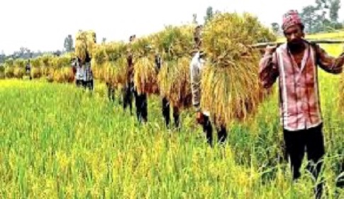 রামপালে বোরো ধানের বাম্পার ফলনে কৃষকের মুখে হাসি