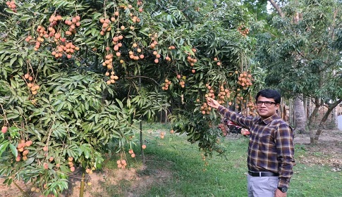 মাগুরায় বিখ্যাত হাজরাপুরের লিচু