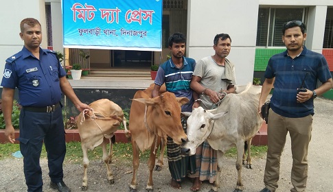 ফুলবাড়ীতে তিনটি চোরাই গরুসহ আটক ২