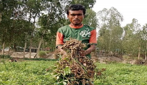 চরাঞ্চলে বাদাম চাষ করে কৃষকের মুখে হাসি