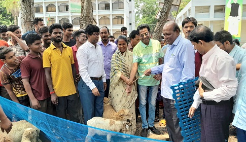 বড়াইগ্রামে নৃগোষ্ঠীর জীবন মানোন্নয়নে ভেড়া ও ভেড়ার গৃহ নির্মাণ উপকরণ বিতরণ