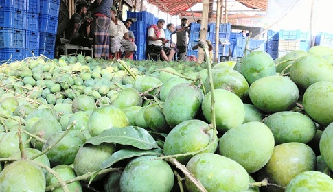 আমের দাম পাচ্ছেন না সাতক্ষীরার চাষীরা